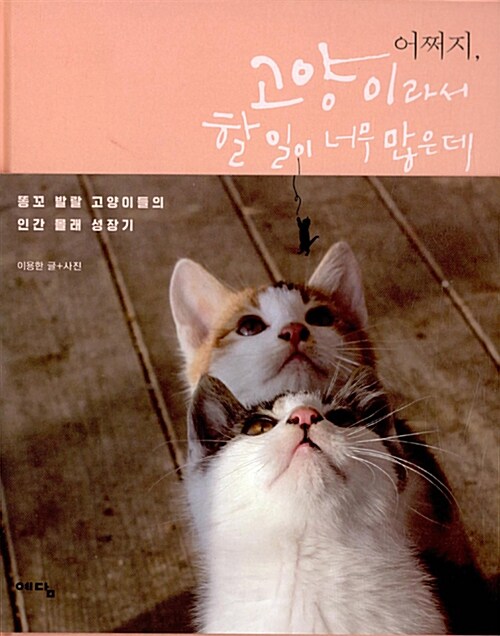 어쩌지, 고양이라서 할 일이 너무 많은데 표지